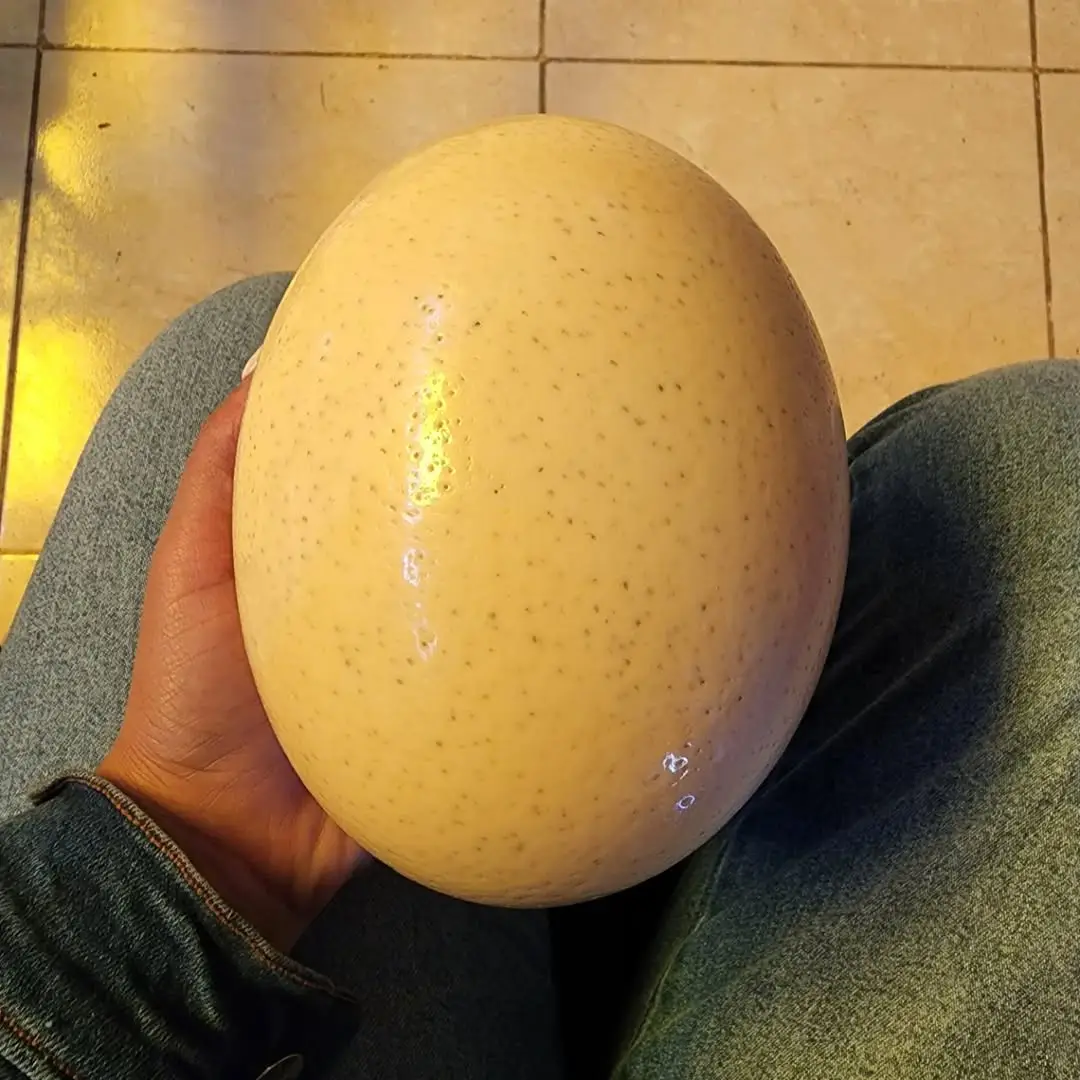 292596413_370443538546201_1731055765940271553_n_resultado